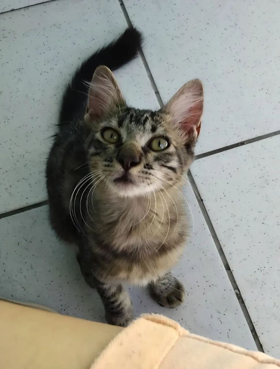Adoção de Gatinho Macho - Foto 2