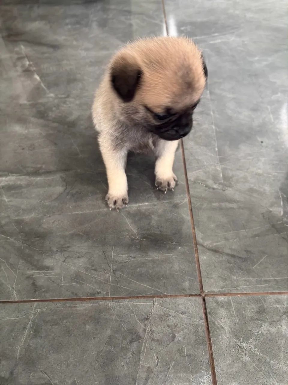Filhote de pug  - Foto 2