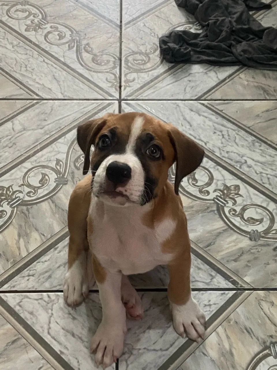 Pitbull - American pitbull terrier 