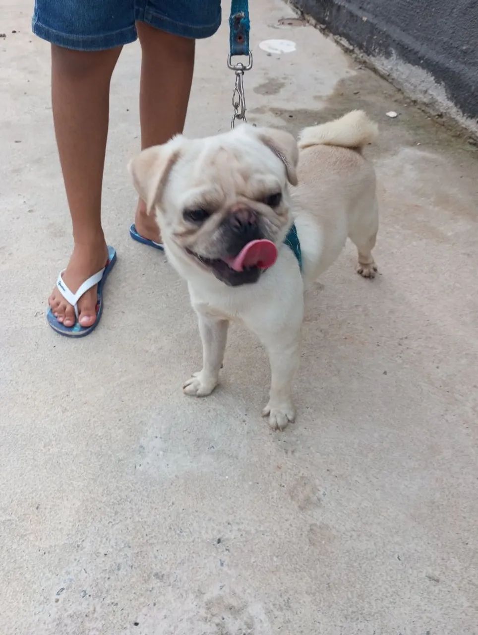 Pug branco para cruzar 