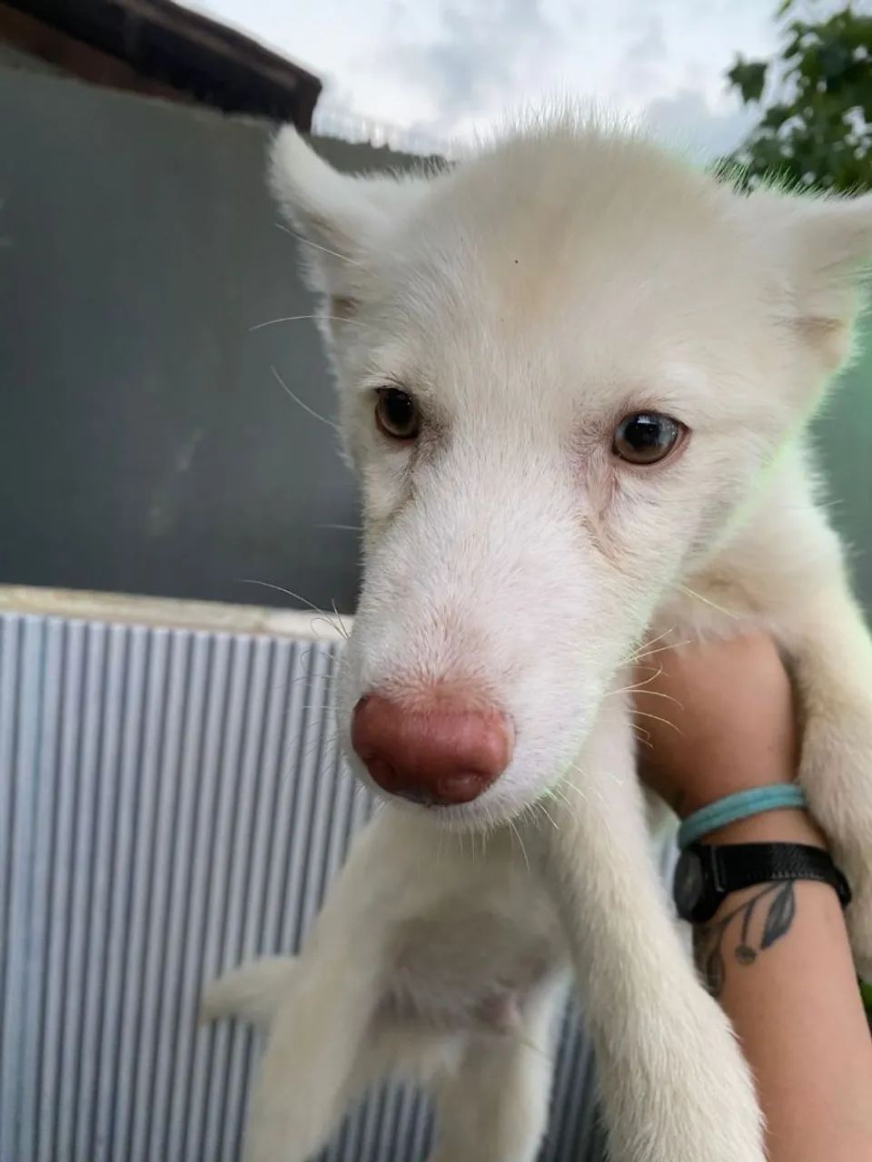 Vende-se HUSKY SIBERIANO 