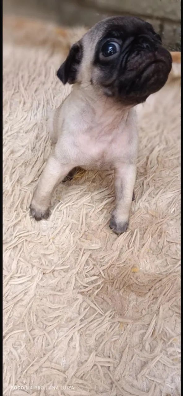 Pugs filhotes  - Foto 3