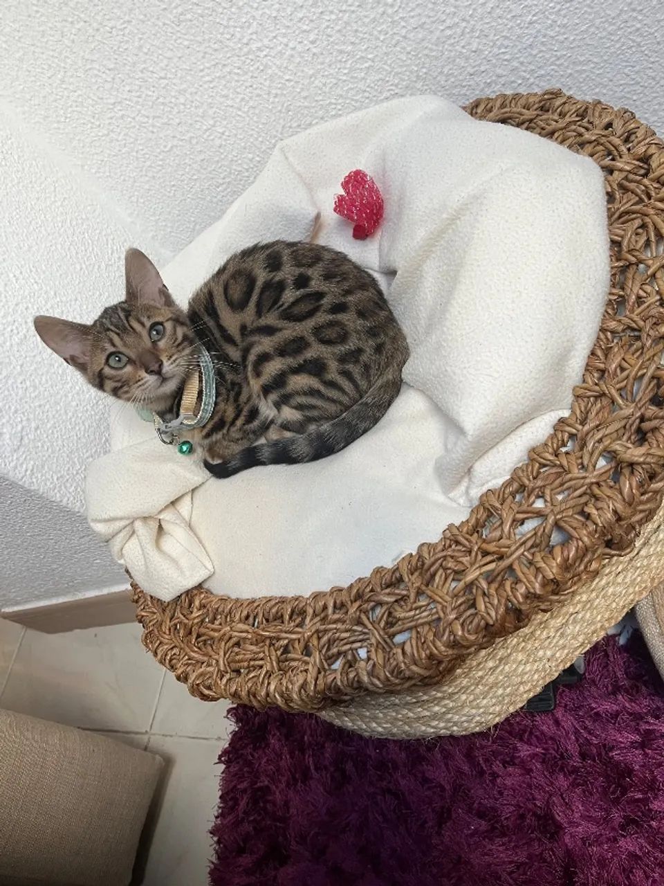 Gatos Bengal