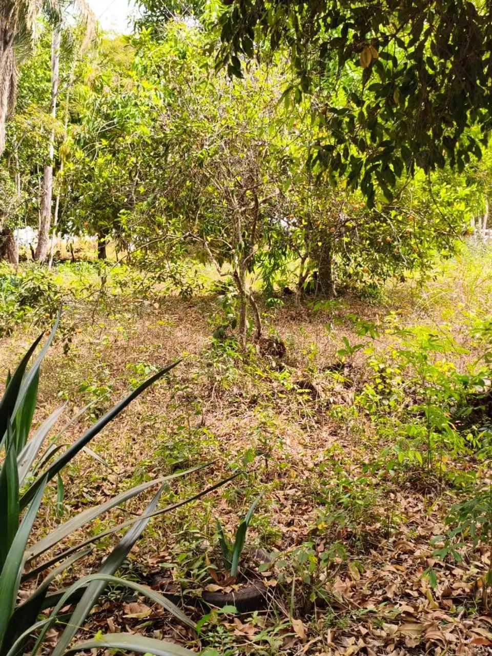 Chácara de 2.738 m²  com córrego e Rêgo D'água  - Foto 3