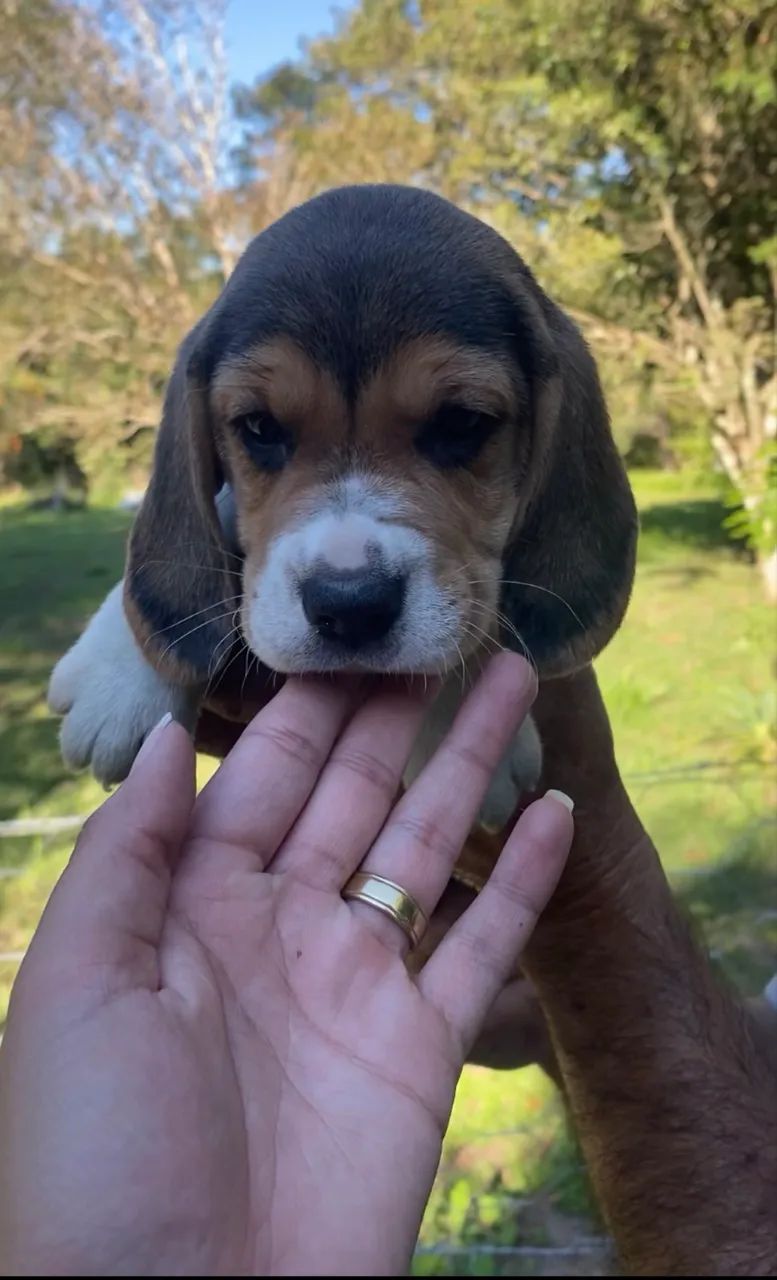 Beagles apronta entrega 