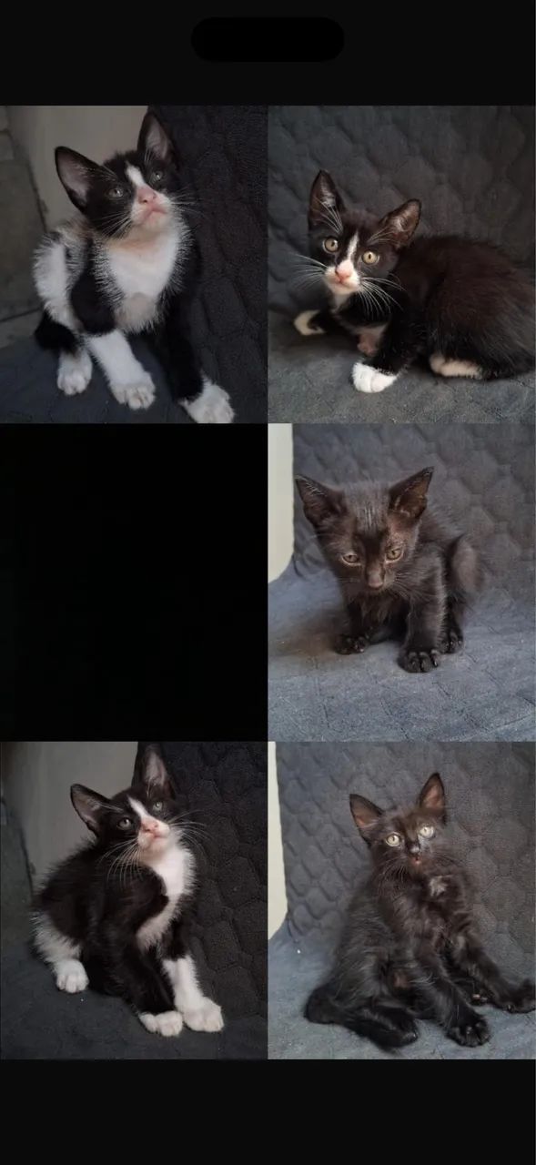 Doação de gatinhos