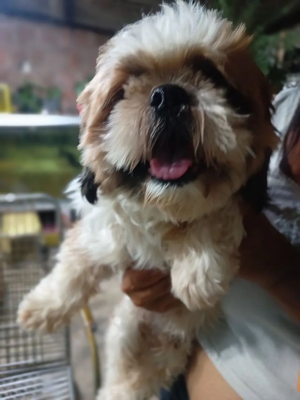 Shih Tzu lindo 