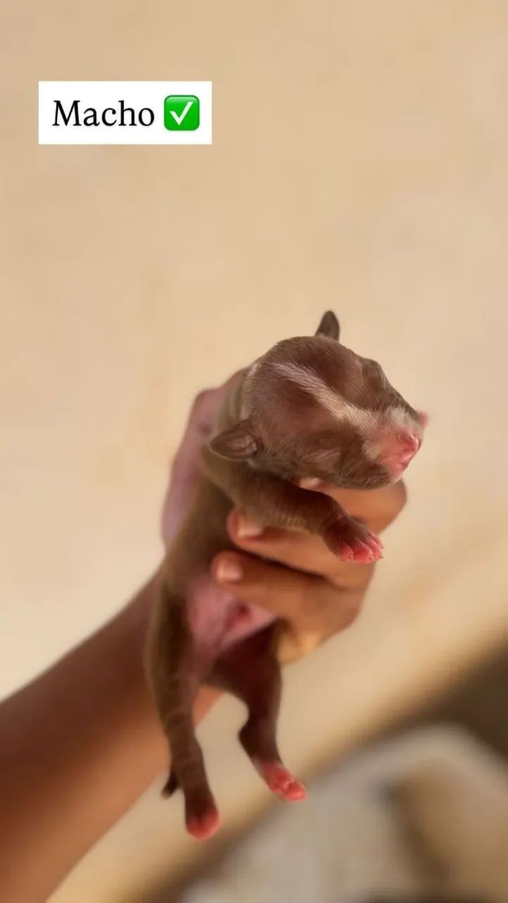 Filhotes de Pitbull  - Foto 2
