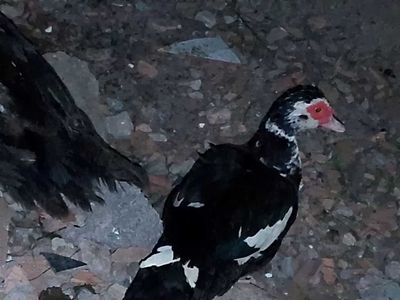 Patos