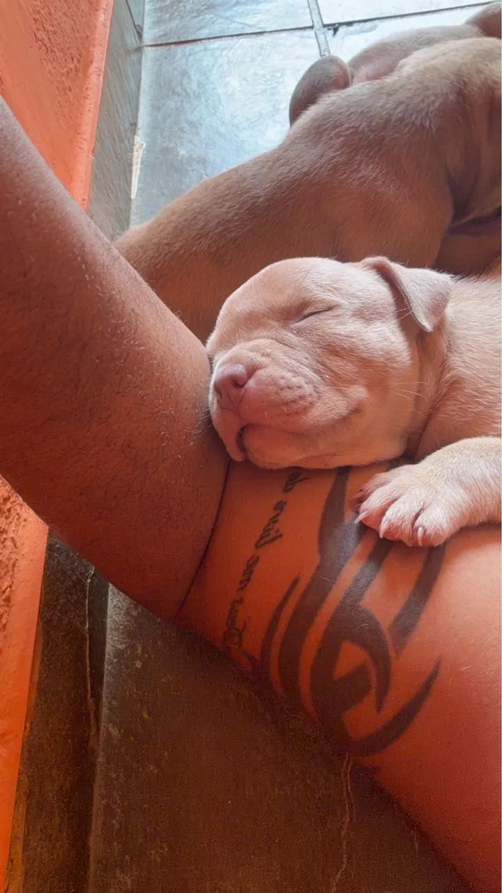 American bully pocket 