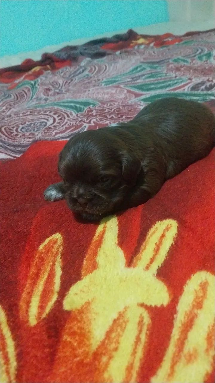 Shih teu 700,09