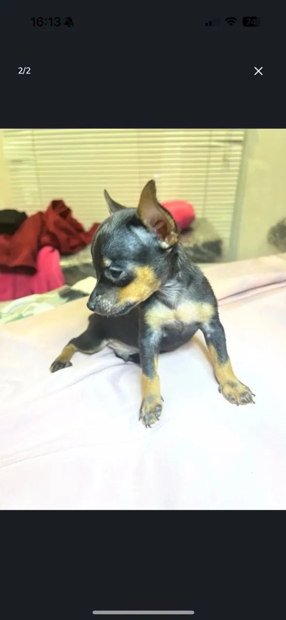 Pinscher  - Foto 3