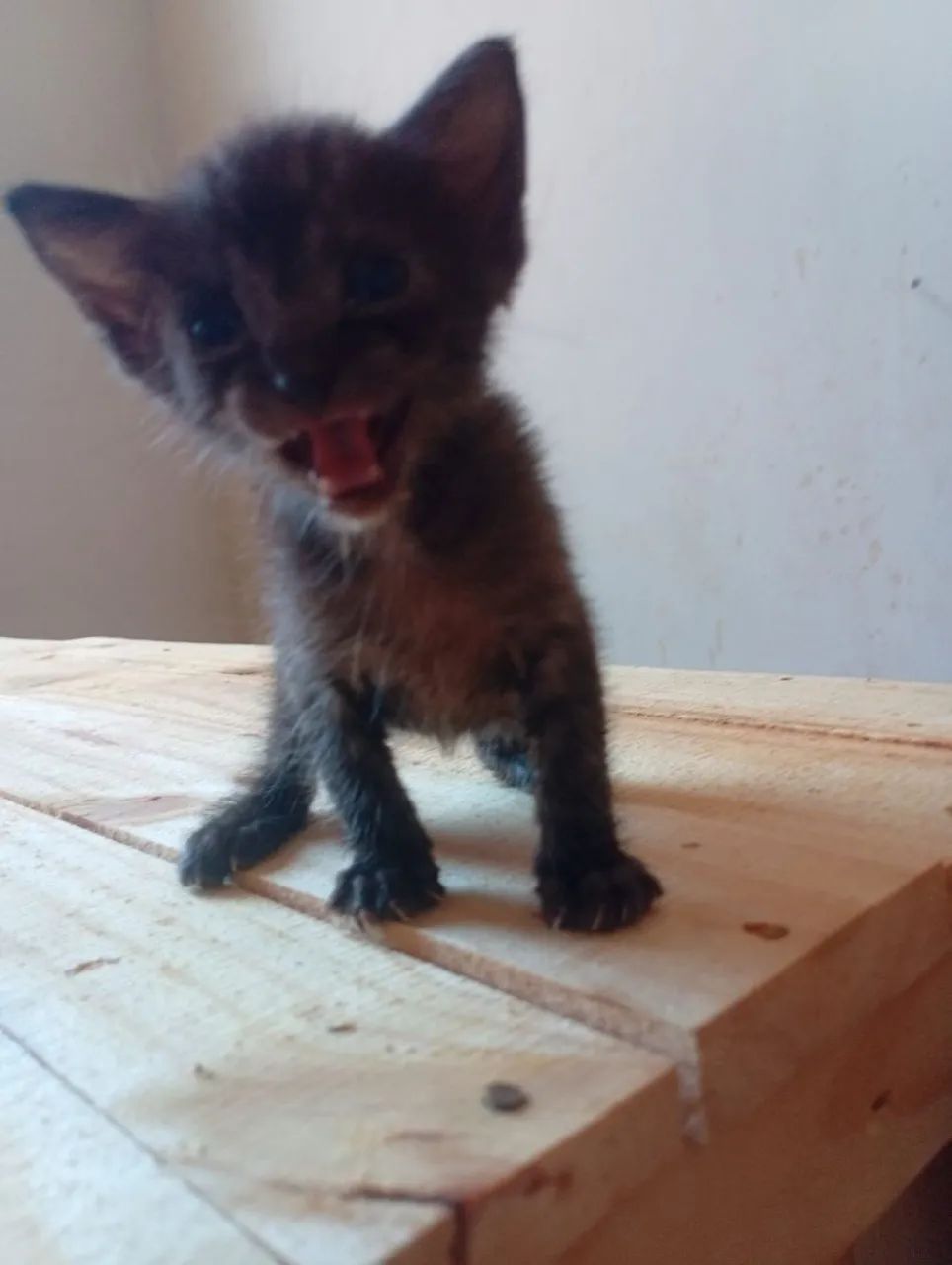 Gatinhos  pra doação  - Foto 3
