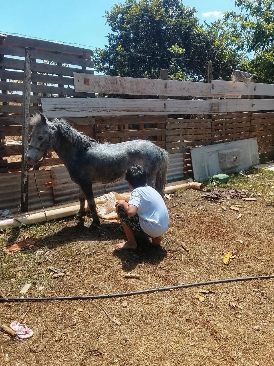 Mini pônei lindo e mansinho - Foto 4