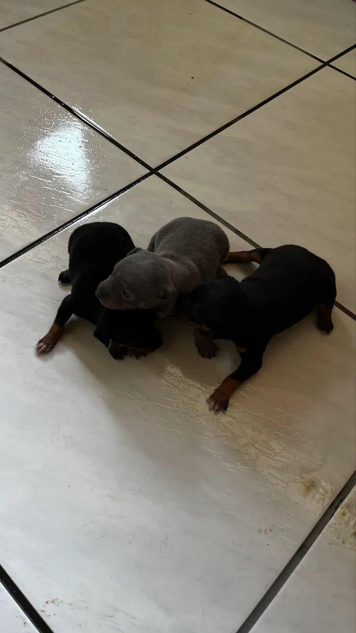 Vendo  - Foto 2