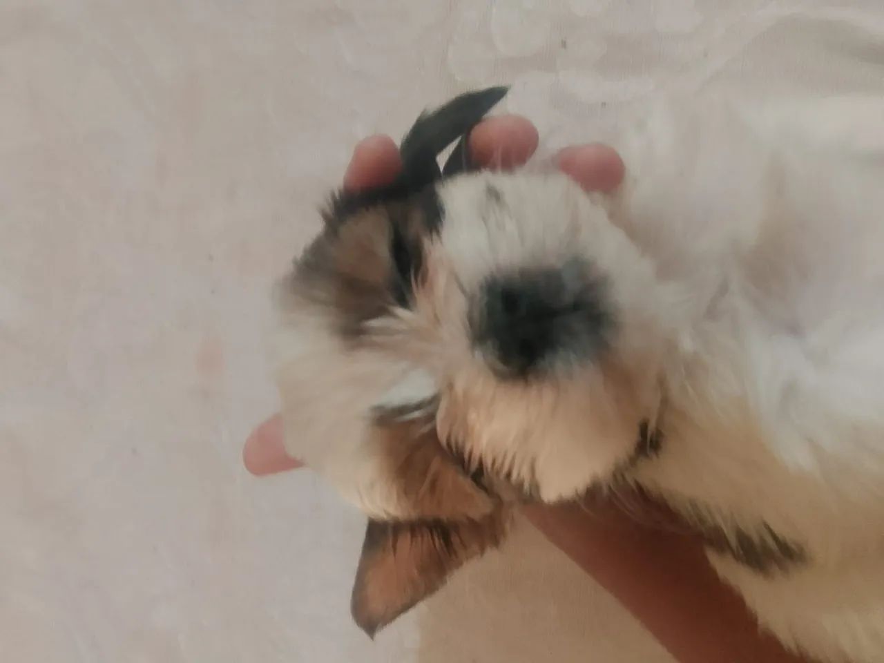 Shitzu  - Foto 4