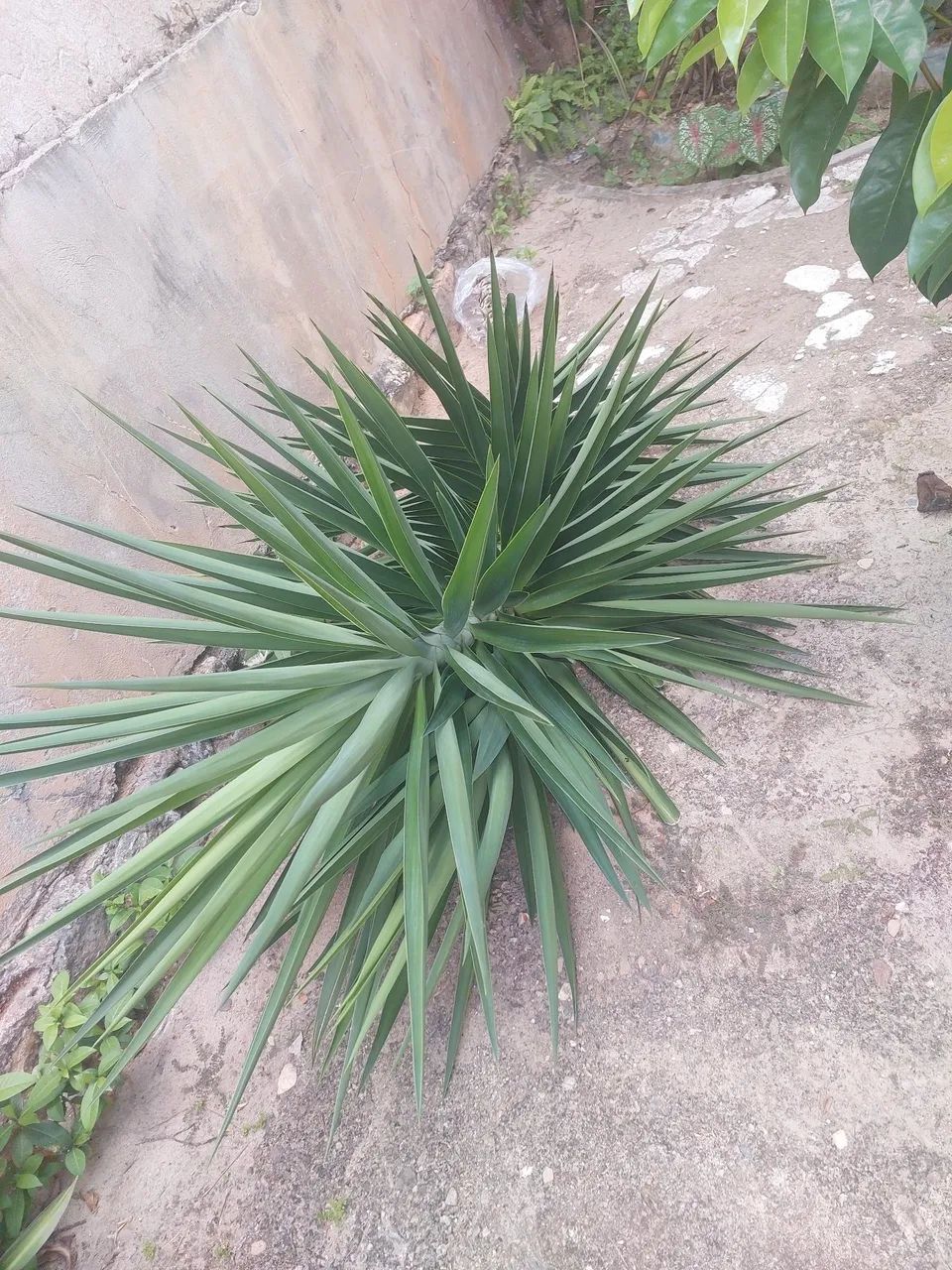 Planta yucca grande - Foto 2