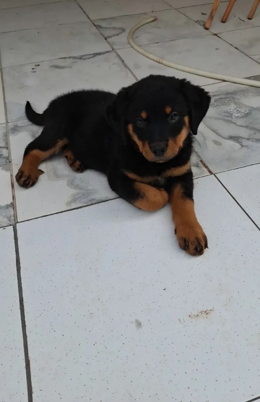 Vendo cachorro Rottweiler 