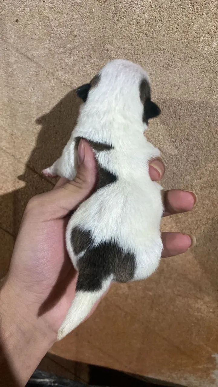 Chihuahua pelo longo  - Foto 5