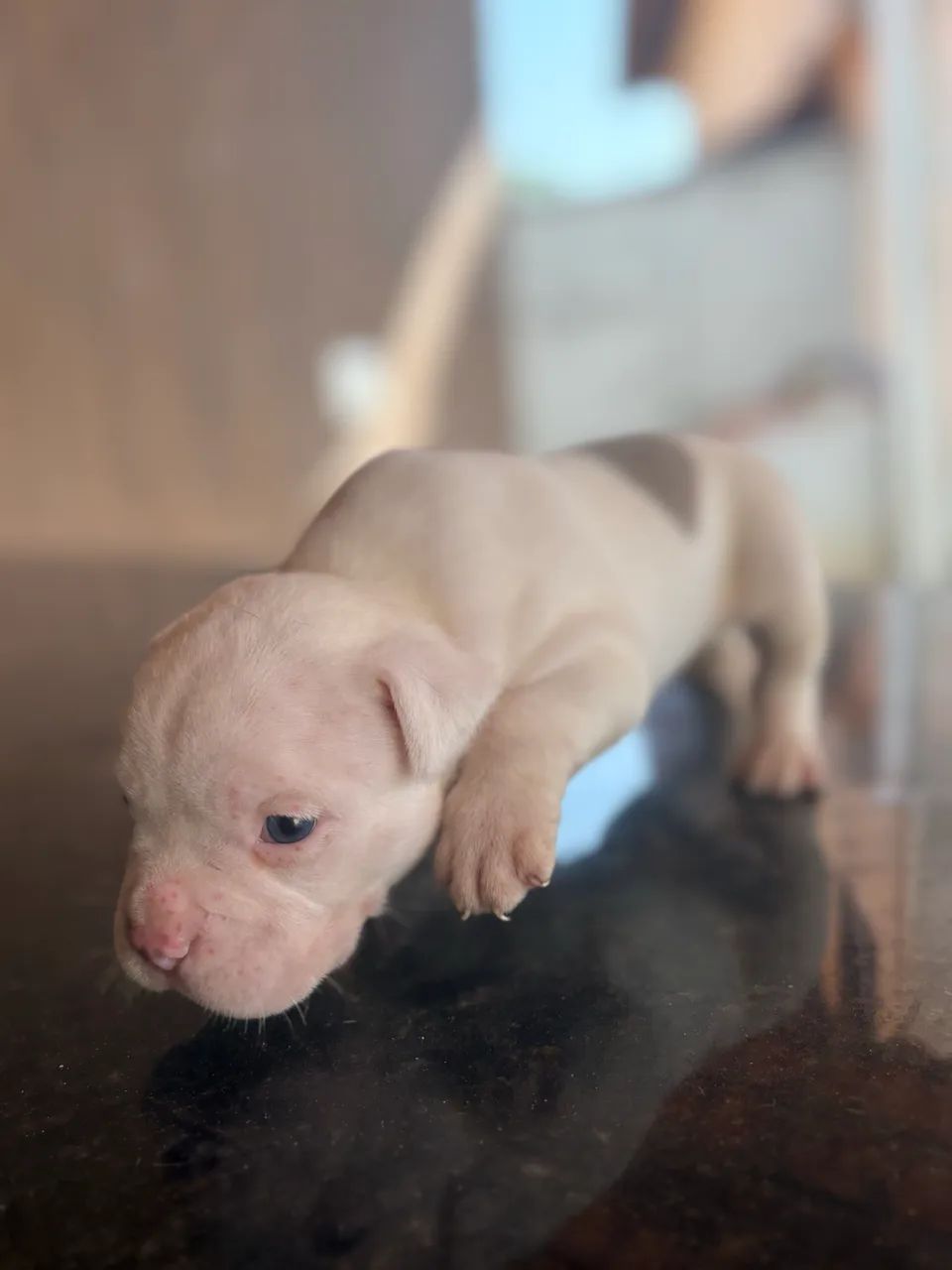American Bully - Foto 2