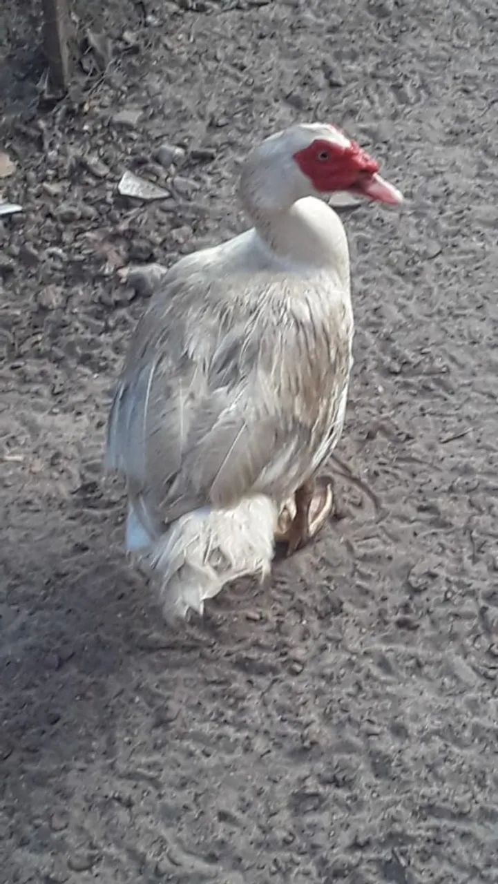 Pato - Foto 4