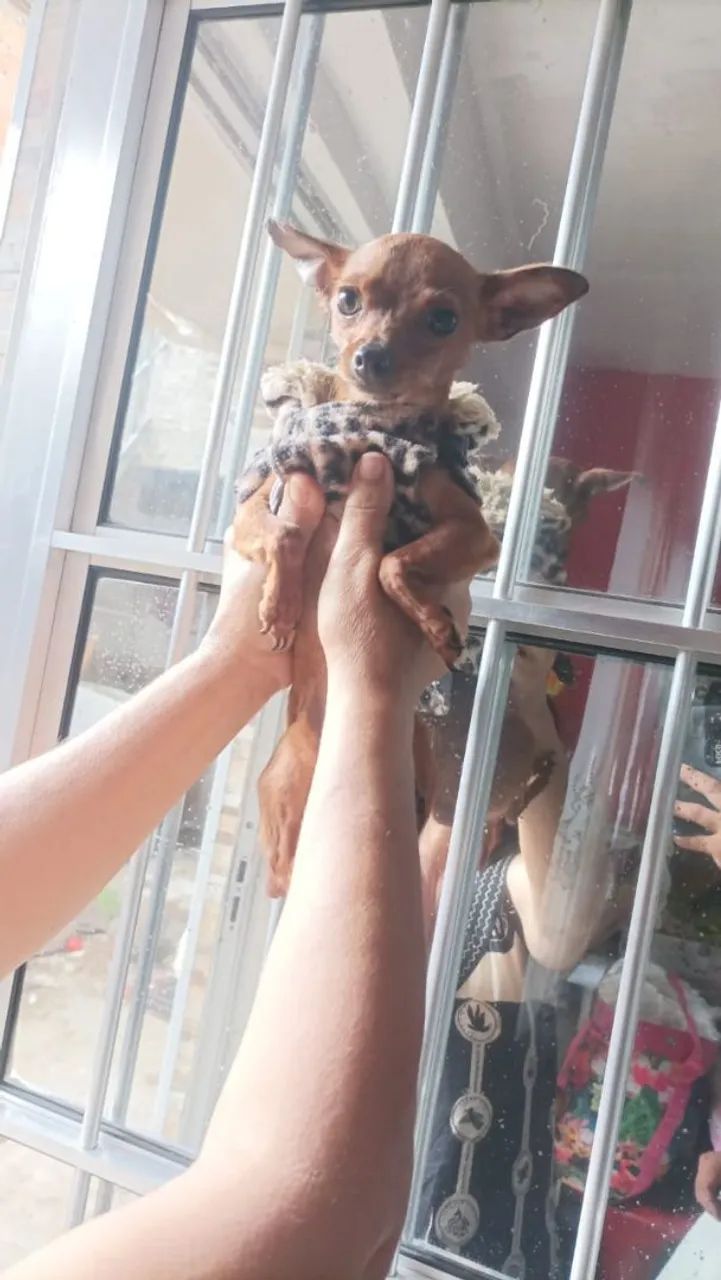 Pinscher 