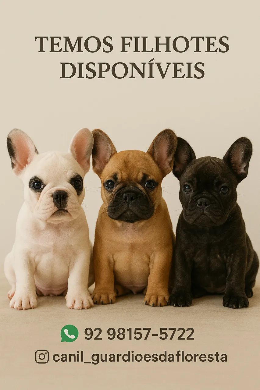 Filhote de buldogue francês  - Foto 2