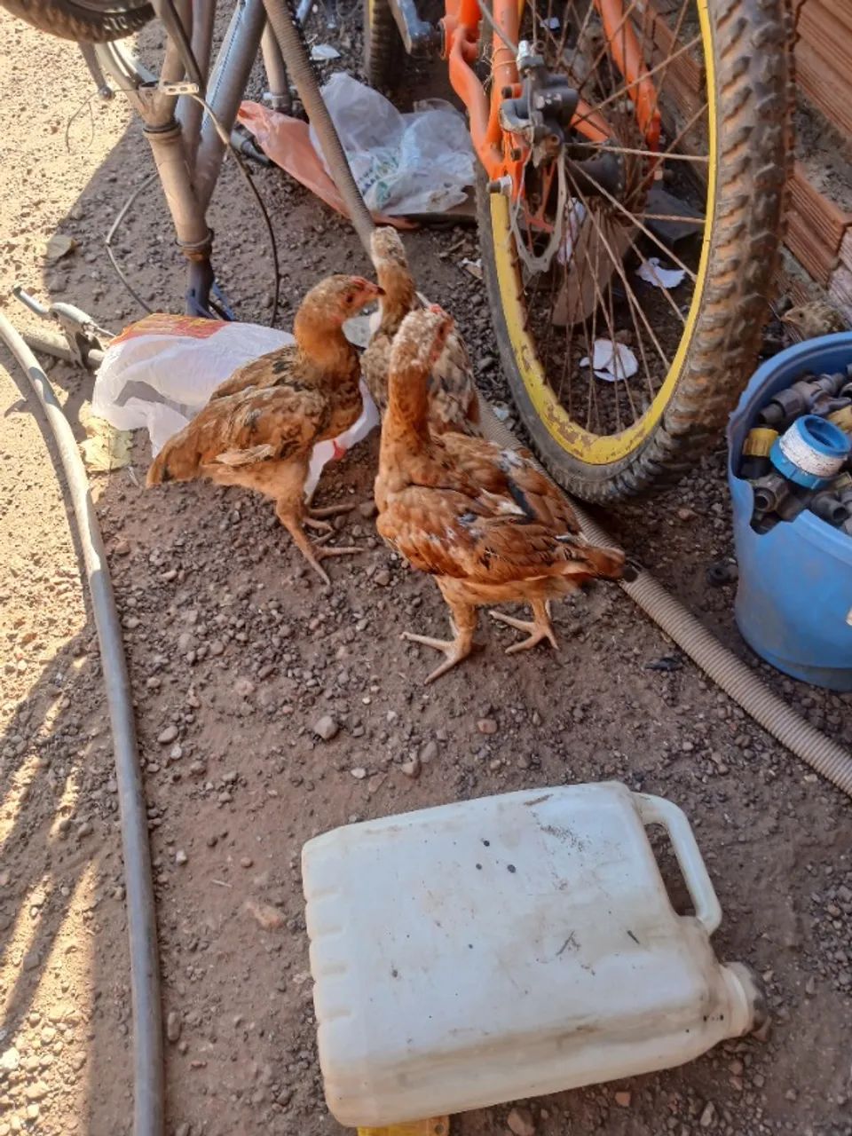 Franguinhos 