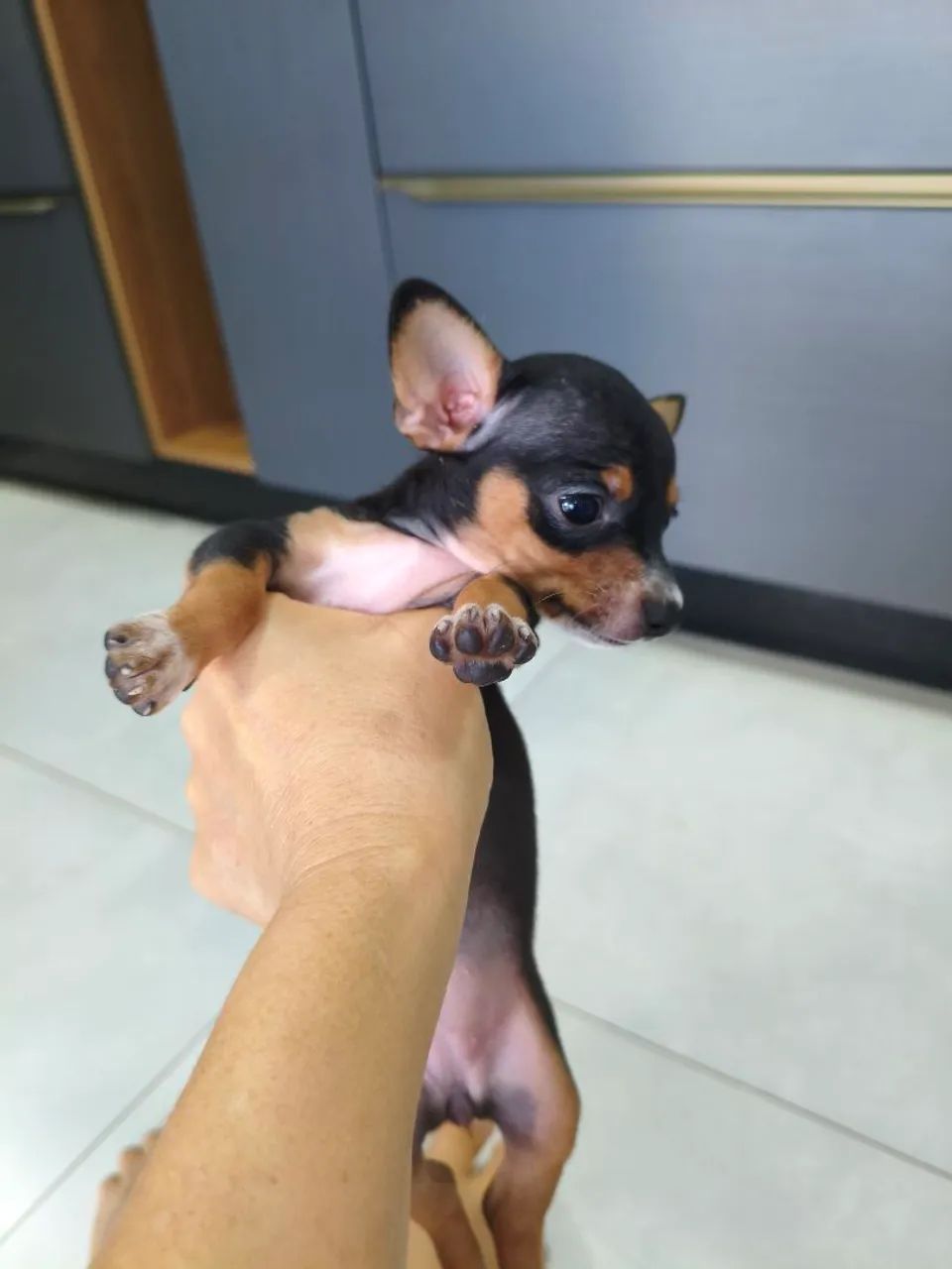 Pinscher fêmea 01 disponível. - Foto 5