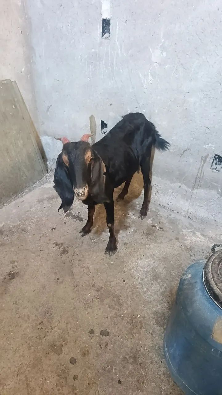 Cabras e cabritos  - Foto 4