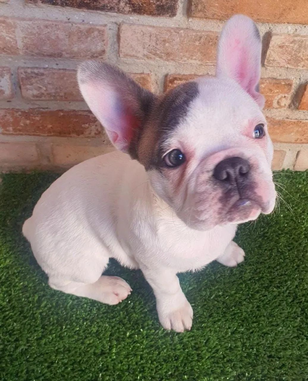 Bulldog francês filhote - Foto 2