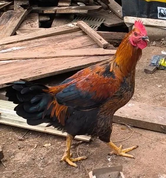 Vendo dois galos e um Pato  - Foto 2