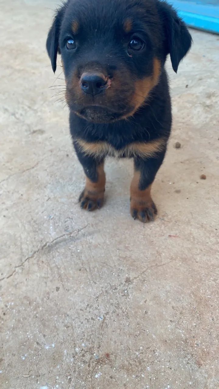 Filhotes Rottweiler 