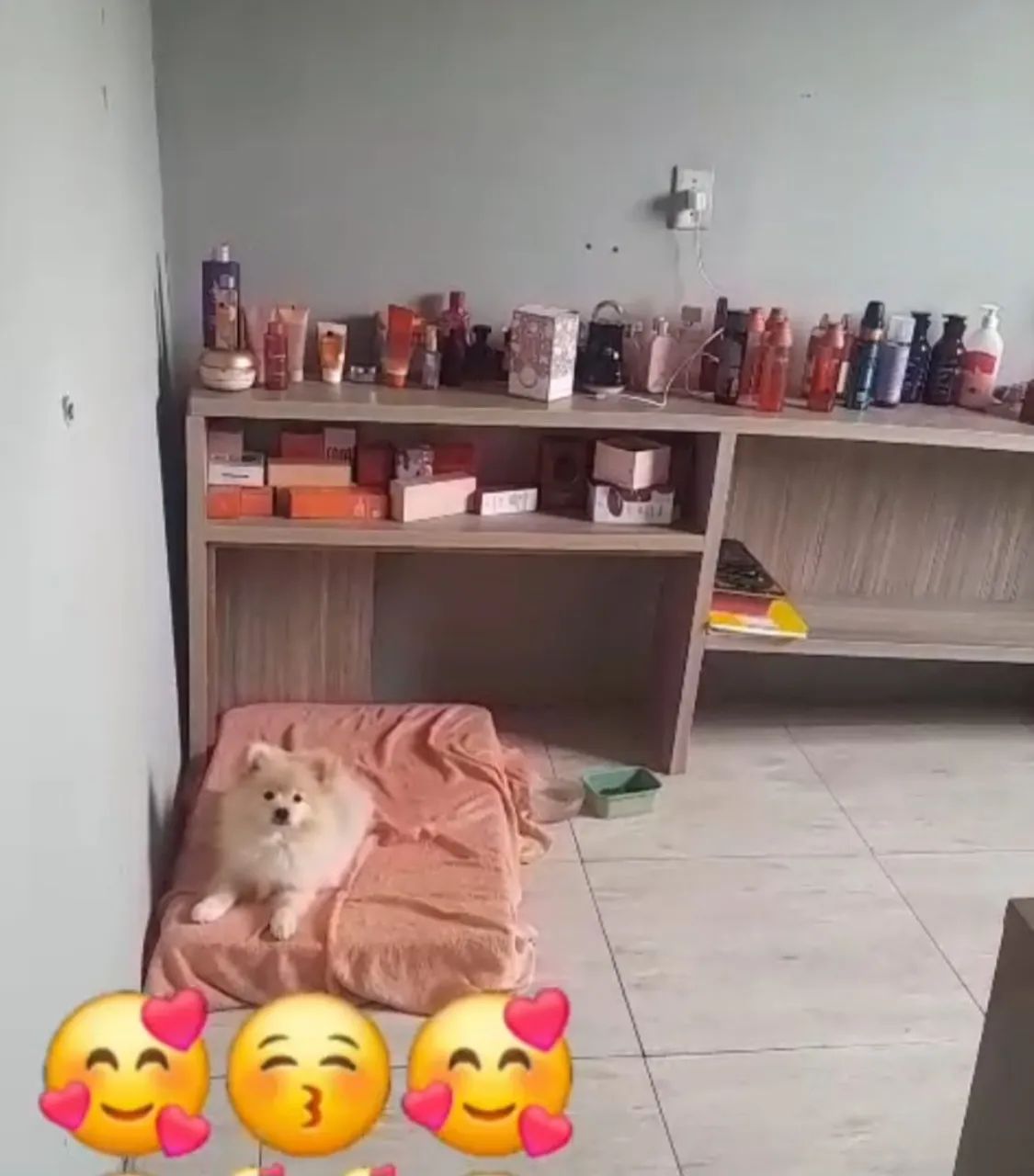 Spitz alemão  - Foto 2