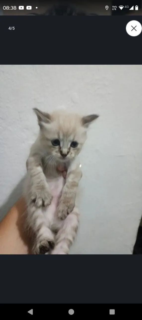 Gatinho para doar  - Foto 4