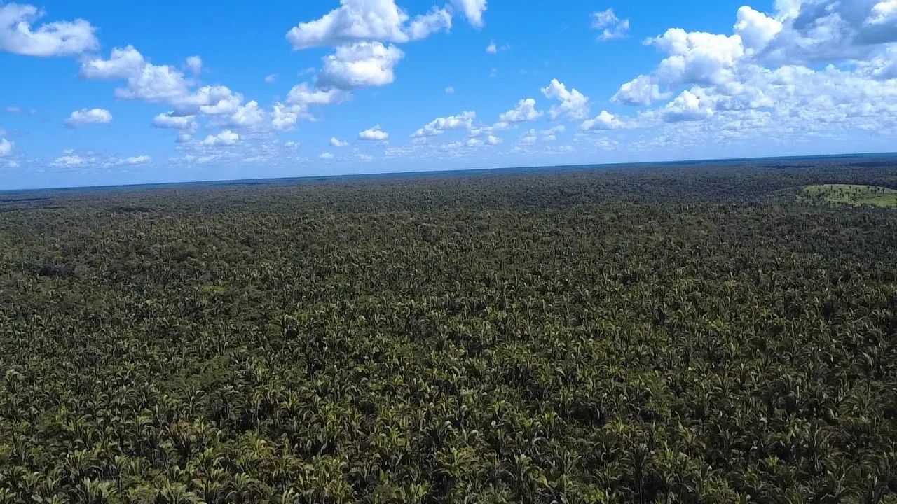Fazenda 830 hectares  - Foto 4