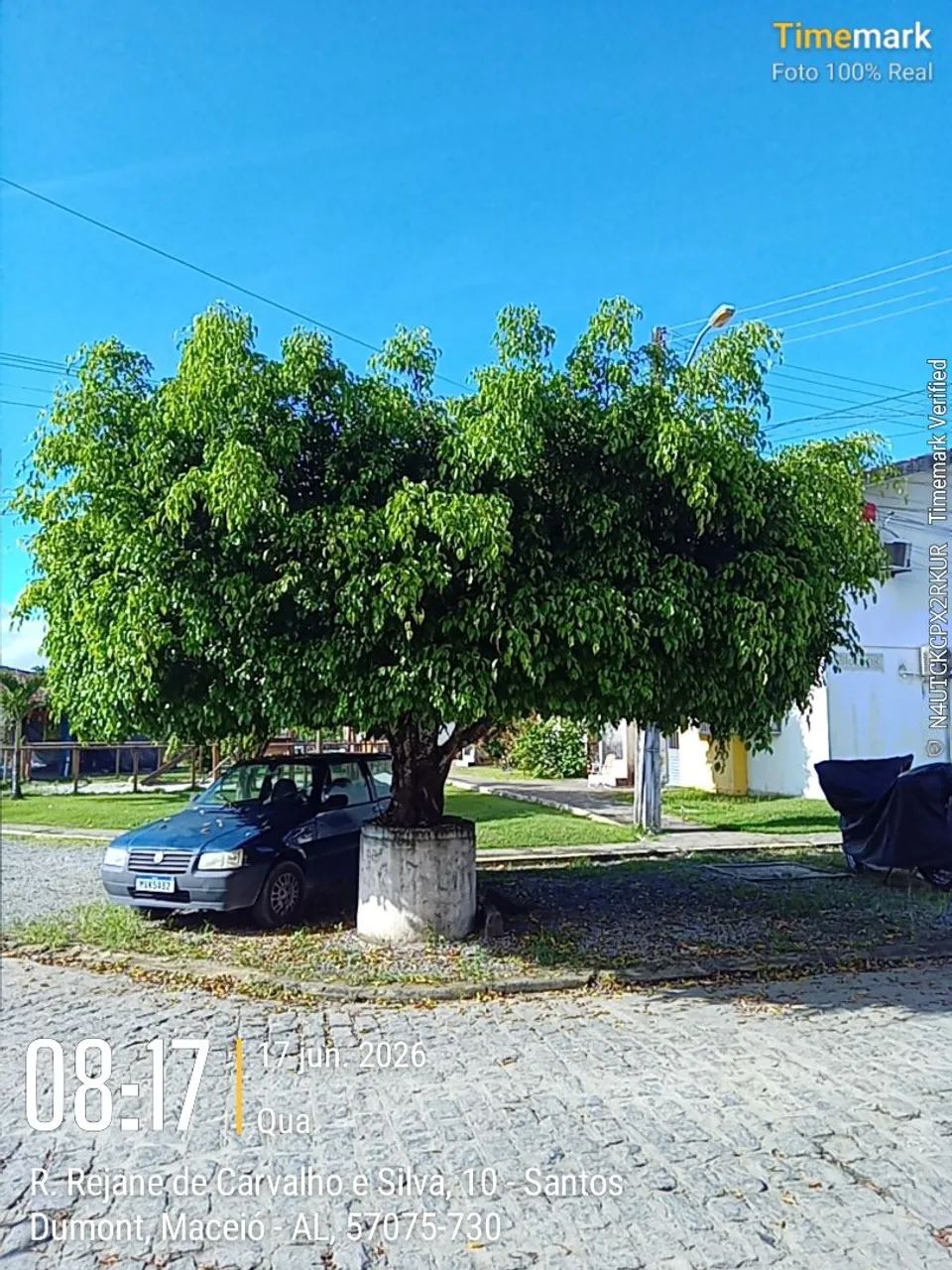 Serviço de jardinagem e podaçao. - Foto 4