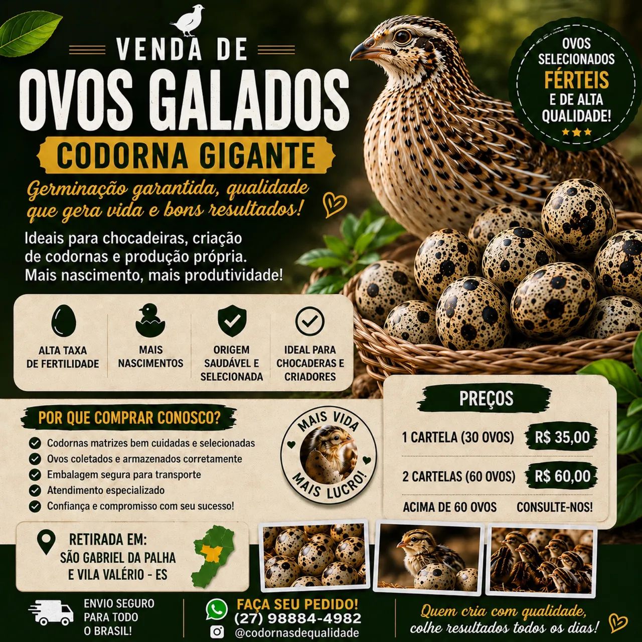Ovos codorna Gigante 