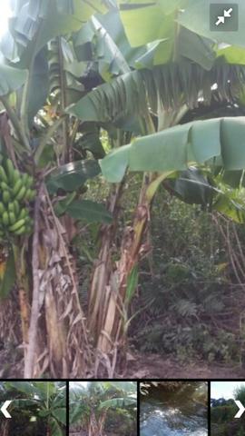 Fazenda bruta em Bom Jesus - PI - Foto 5