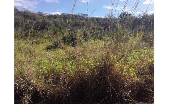 1450 Hectares, Oportunidade, Pecuária Santo Antônio do Leverger-MT - Foto 6