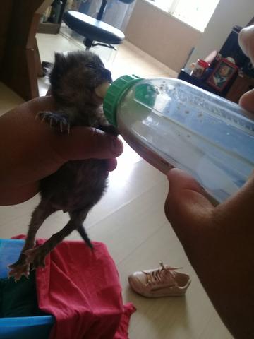 Lindo gatinho