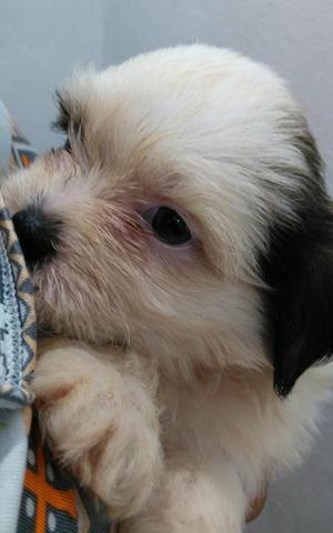 Filhotes de Lhasa Disponíveis - Foto 3