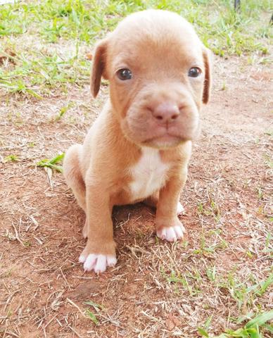 Casal de filhotes bulldog campeiro a venda - Foto 5