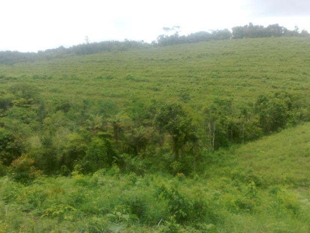 Fazenda Com Nascentes, 800 m de rio e Mata Atlântica Preserevada - Foto 15