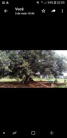 Pequeno sitio próximo de uruana de minas - Foto 5