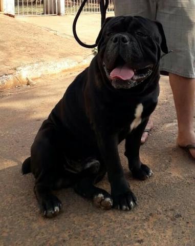 Casal de filhotes bulldog campeiro a venda - Foto 2