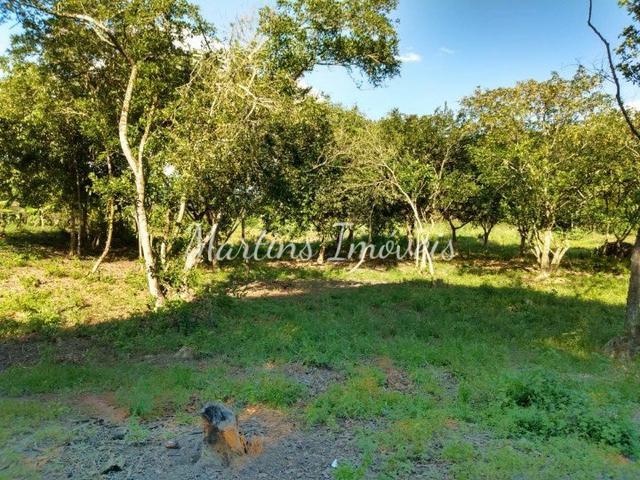 Sítio na região rural de Cachoeiras de Macacu - Foto 10