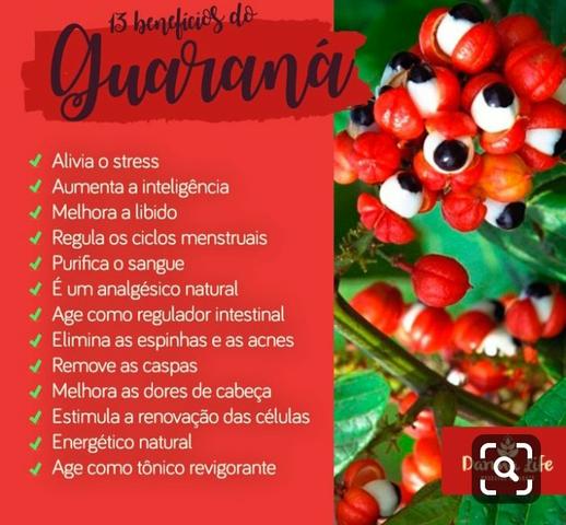 Guaraná de Maués em pó - Foto 3