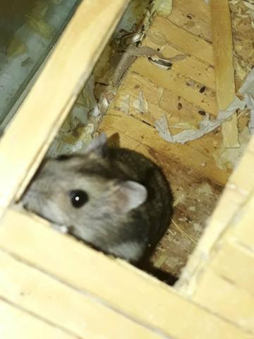 Hamster anão russo - Foto 4