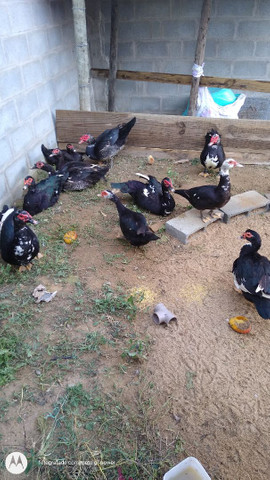 Vendo casal de Pato